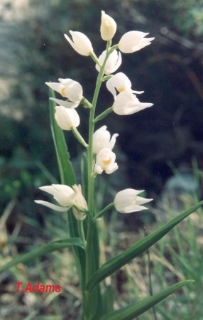 Cefalanthera logifolia